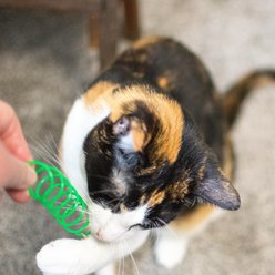 Turbo Plastic Coil Cat Toys, Multicolor, 4 count slide 2 of 8