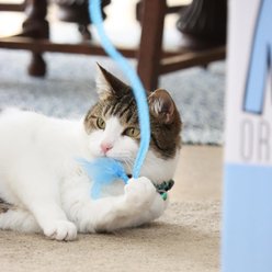 Turbo Wood Wand Cat Toy, Blue slide 2 of 9