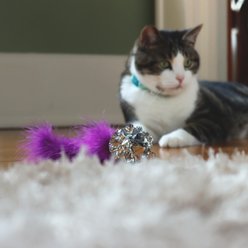 Turbo Telescoping Teaser Cat Toy with Crinkle Tail, Multicolor slide 2 of 5