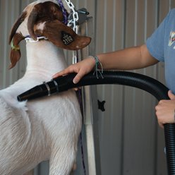 Weaver Livestock ProAir Flex Blower with Hose Livestock Grooming Tool slide 2 of 9
