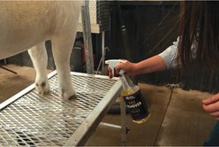 Weaver Livestock ProRemover Farm Animal Liquid, 1-qt slide 2 of 5