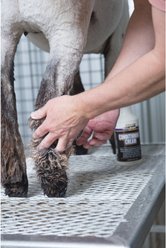Weaver Livestock Conditioning Cream, 1-qt slide 2 of 5