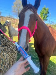 Vetline Equine Equilytes Paste Horse Supplement, 66 cc tube slide 2 of 8
