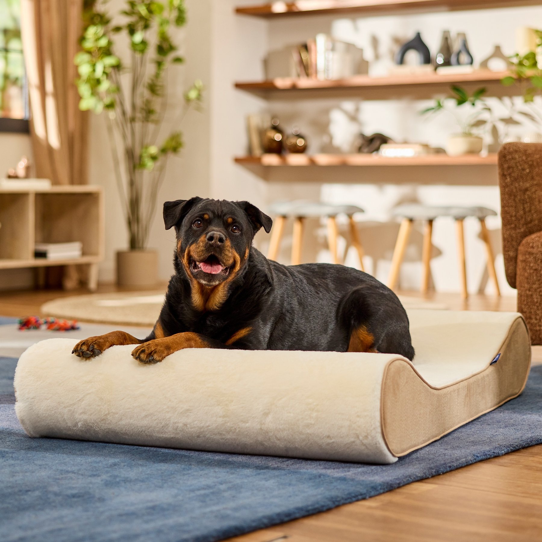 Frisco Orthopedic Contour Lounger Dog Bed with Removable Cover, Beige, XX-Large