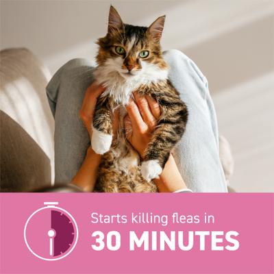Show full view: Capstar Flea Oral Treatment for Cats, 2-25 lbs, 6 Tablets slide 4 of 13