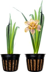 Quinn's Fins Wow Facor Iris - Iris Louisiana - Marginal Pond Plant, Yellow, Medium, 2 count