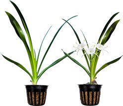 Quinn's Fins Spider Lily - Marginal Pond Plant, Green, Medium, 2 count