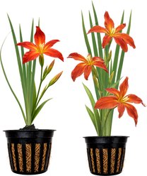 Quinn's Fins Red Iris - Iris Louisiana - Marginal Pond Plant, Red, Medium, 2 count