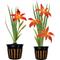 Show in main carousel: Quinn's Fins Red Iris - Iris Louisiana - Marginal Pond Plant, Red, Medium, 2 count slide 1 of 1