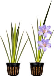 Quinn's Fins Sea Wisp - Iris Louisiana - Marginal Pond Plant, Blue, Medium, 2 count