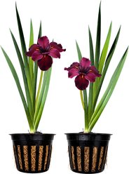Quinn's Fins Red Velvet Elvis - Iris Louisiana - Marginal Pond Plant, Red, Medium, 2 count