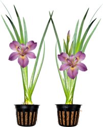 Quinn's Fins Professor Claude - Iris Louisiana - Marginal Pond Plant, Yellow, Medium, 2 count