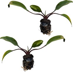 Quinn's Fins Golden Club Marginal Pond Plant, Green, Medium, 2 count