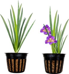 Quinn's Fins King Creole - Iris Louisiana - Marginal Pond Plant, Red, Medium, 2 count
