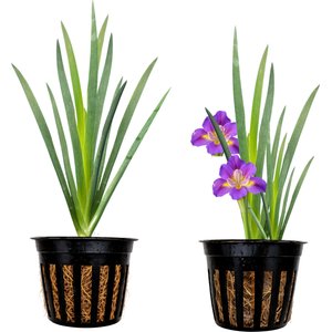 Quinn's Fins King Creole Louisiana Iris Marginal Live Pond Plant, Red, Medium, 2 count