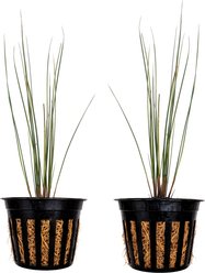 Quinn's Fins Gold Strike Rush - Marginal Pond Plant, Yellow, Medium, 2 count