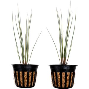 Quinn's Fins Gold Strike Rush Marginal Live Pond Plant, Yellow, Medium, 2 count