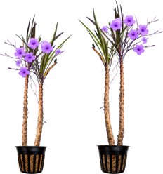 Quinn's Fins Compacta Blue Bell Marginal Live Pond Plant, Medium, 2 count, Blue