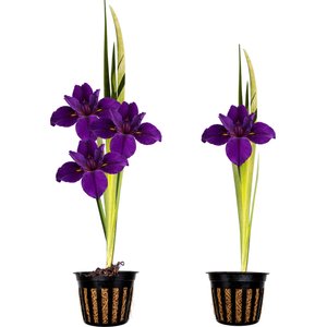 Quinn's Fins Full Eclipse Louisiana Iris Marginal Live Pond Plant, Purple, Medium, 2 count