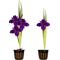 Show in main carousel: Quinn's Fins Full Eclipse - Iris Louisiana - Marginal Pond Plant, Purple, Medium, 2 count slide 1 of 1