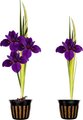 Quinn's Fins Full Eclipse - Iris Louisiana - Marginal Pond Plant, Purple, Medium, 2 count