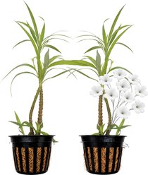 Quinn's Fins Compacta Blue Bell Marginal Live Pond Plant, Medium, 2 count, White