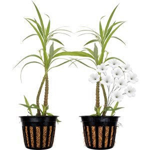 Quinn's Fins Compacta Blue Bell Marginal Live Pond Plant, Medium, 2 count, White