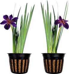 Quinn's Fins Black Gamecock - Iris Louisiana - Marginal Pond Plant, Purple, Medium, 2 count