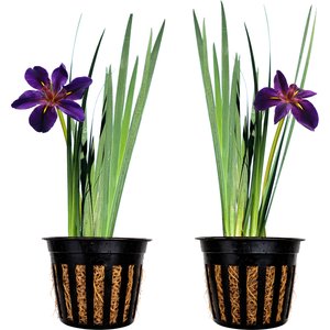Quinn's Fins Black Gamecock Louisiana Iris Marginal Live Pond Plant, Purple, Medium, 2 count