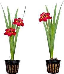 Quinn's Fins Ann Chowning - Iris Louisiana - Marginal Pond Plant, Lavender, Medium, 2 count