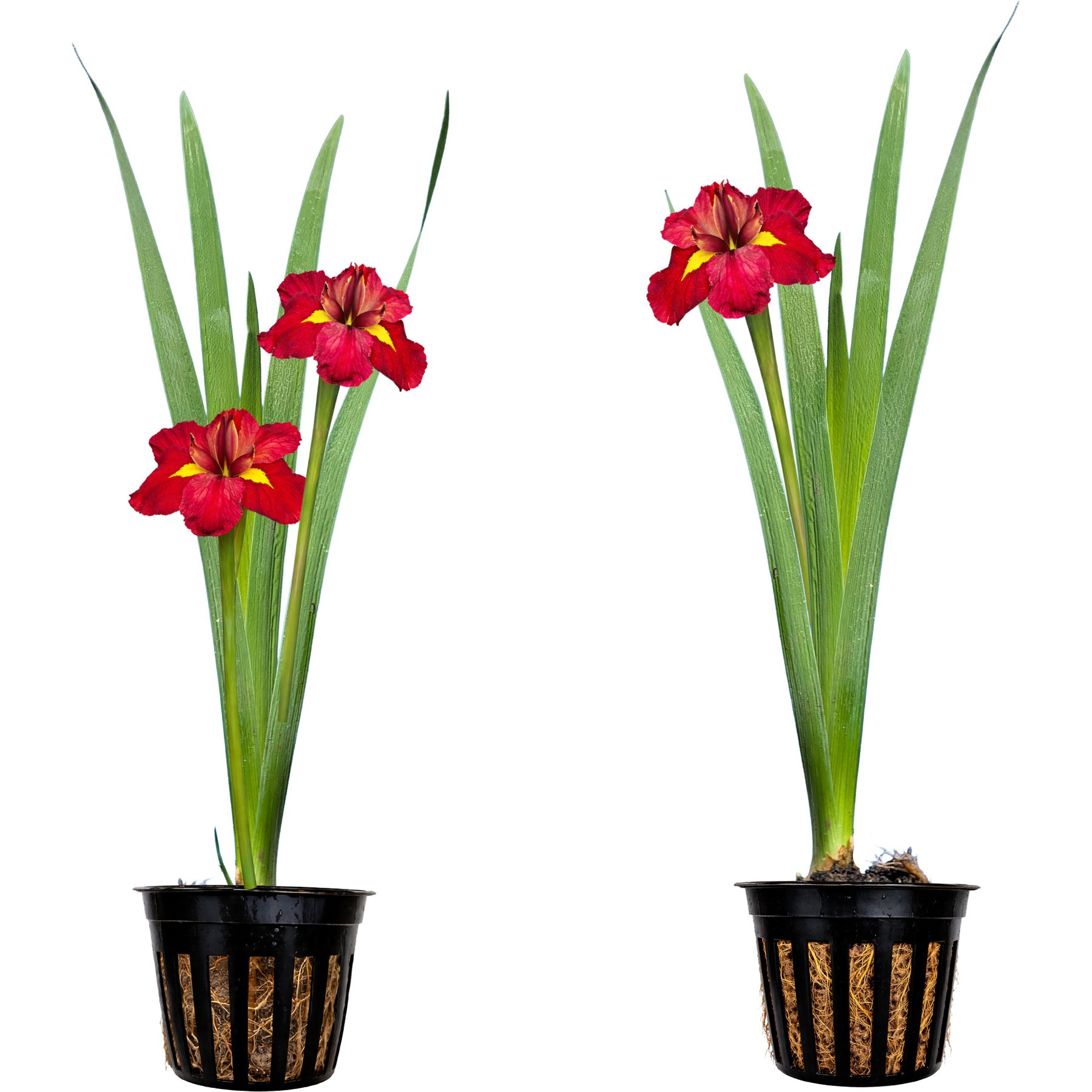 Quinn's Fins Ann Chowning Louisiana Iris Marginal Live Pond Plant, Lavender, Medium, 2 count