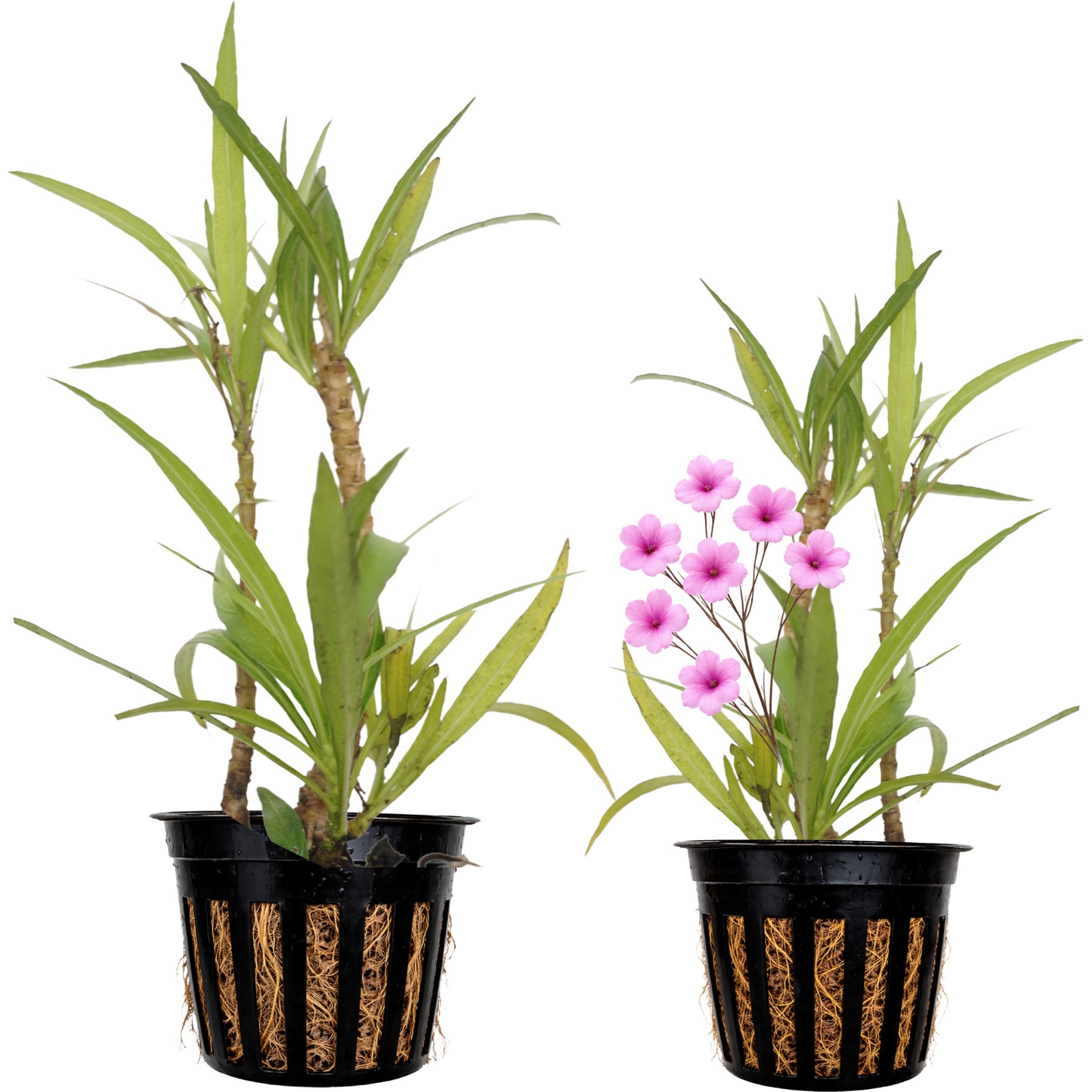 Quinn's Fins Compacta Blue Bell Marginal Live Pond Plant, Medium, 2 count, Green