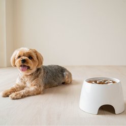 Richell Raised Dishwasher-Safe Plastic Dog Food Bowl Slow Feeder, 6.1-oz, White slide 2 of 9