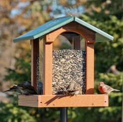 Panacea Going Green Tall Hopper Wild Bird Feeder, 9-lb slide 2 of 2