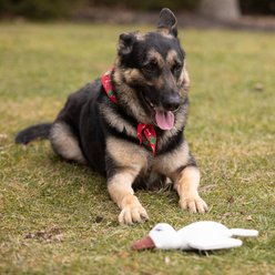 Pata Pal Ducky Tough Squeaky Dog Chew Toy, White, 13-in slide 2 of 5