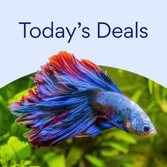 Today's Deals