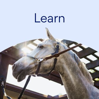 Learn