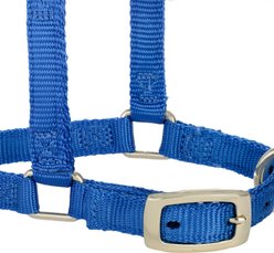 Weaver Equine Original Adjustable Halter, Average Mini: 5/8-in, Blue slide 2 of 9
