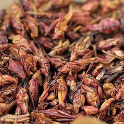 Fickle Fowl High Protein Dried Grasshoppers Chicken Treats, 10-oz bag slide 2 of 6