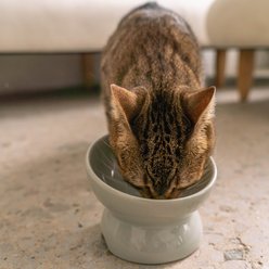 Dexypaws Feeding Dish Ceramic Cat Elevated Bowl, 7-oz, Grey slide 2 of 6