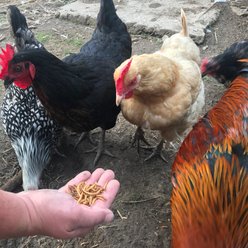 Flock Fest High Protein Dried Mealworms & Fly Larvae Chicken Treats, 10-oz bag slide 2 of 6