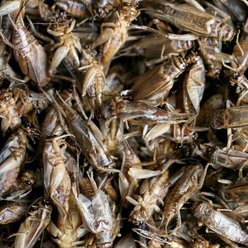 Fickle Fowl High Protein Dried Crickets Chicken Treats, 10-oz bag slide 2 of 6