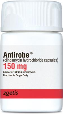 ANTIROBE (Clindamycin HCI) Capsules for Dogs, 150-mg - Easy Refills ...