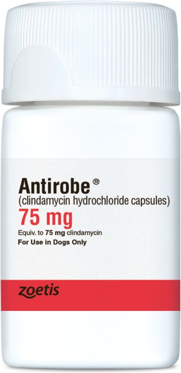 ANTIROBE (Clindamycin HCI) Capsules for Dogs, 75-mg - Easy Refills ...