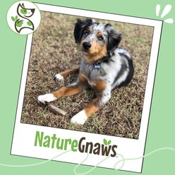 Nature Gnaws 5 to 8-in USA Elk Antler Natural Dog Chew Treats, 3 count slide 2 of 8