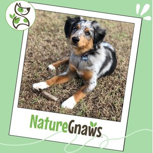 Nature Gnaws 5 to 8-in USA Elk Antler Natural Dog Chew Treats, 3 count