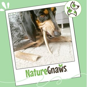 Nature Gnaws 5 to 8-in USA Elk Antler Natural Dog Chew Treats, 3 count