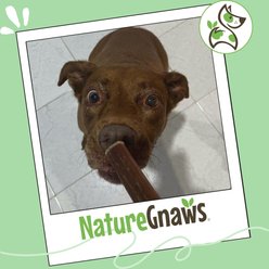 Nature Gnaws 5 to 6-in Beef Bully Sticks Dog Chew Treats, 8-oz bag slide 2 of 8
