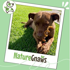 Nature Gnaws 7 to 8-in Spring Bully Sticks Dog Chew Treats, 6 count