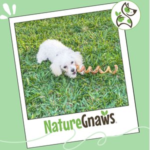 Nature Gnaws 7 to 8-in Spring Bully Sticks Dog Chew Treats, 6 count